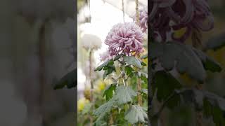 Chrysanthemums in Bloom [upl. by Etteneg356]