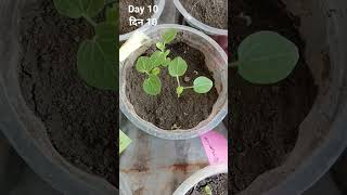 HOW TO GROW HOLLYHOCKS FLOWER PLANT FROM SEEDS gardening farming flower plant hollyhocks [upl. by Gayelord]