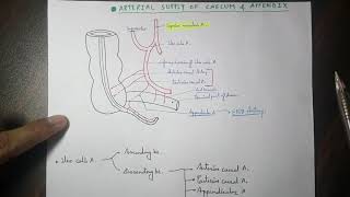 Abdominal aorta  5 ilio colic artery branches [upl. by Alyac]