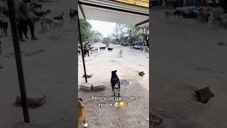 Perritos que buscan tu ayuda â¤ï¸ shortsvideo viralvideo [upl. by Gayler]