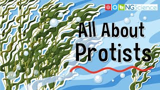 All About Protists [upl. by Lynelle846]