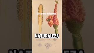 La reina de las plantas curiosidades culturageneral datoscuriosos [upl. by Adnahcir]