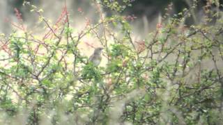 Grasshopper Warbler [upl. by Vihs]