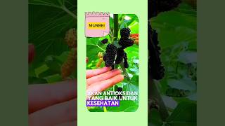 KHASIAT BUAH MURBEI manfaatbuahkhasiatbuahmanfaatheraherbal [upl. by Mayhew]