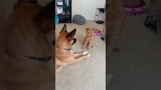 Cats and Dogs fighting cat dog youtube duet youtubejourney [upl. by Yrral479]