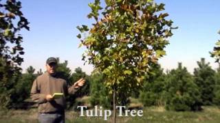 Tulip Tree [upl. by Rovert90]