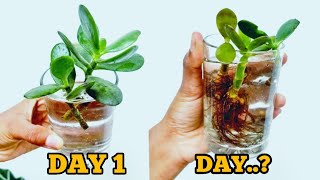 How to grow jade plant cuttings in waterGrow jade in water [upl. by Soni]