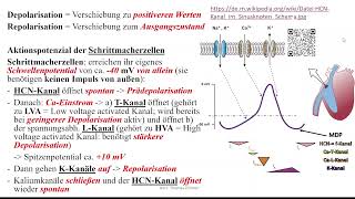 Herz 5 Aktionspotential Sinusknoten und AVKnoten modulierend Sympathikus und Parasympathikus [upl. by Houghton]