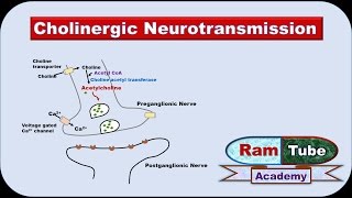 Cholinergic Neurotransmission made easy with animation Pharmacology [upl. by Rieth]