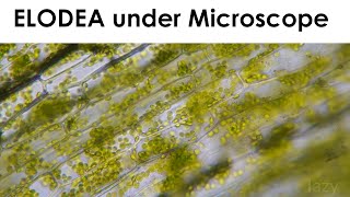 Elodea Cell Cytoplasmic streaming under Miscroscope [upl. by Sochor]