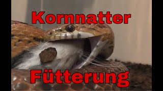 Kornnatter Fütterung  Kornnatter frisst Ratte [upl. by Nnazil]