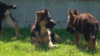 Meet Real Petland Breeders Yoder Valley Kennel [upl. by Aivatnohs]