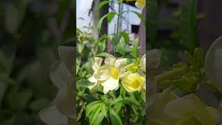 Allamanda light yellow allamanda flower plant permanent flowering plants [upl. by Heimer]