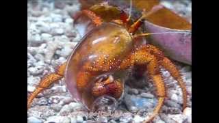 Hermit crab leaves glass shell [upl. by Leshia]