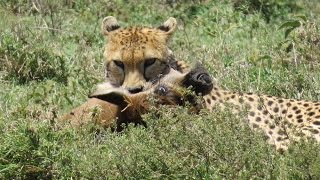 Cheetah Kills Wildebeest Calf in Serengeti Tanzania [upl. by Awahsoj860]