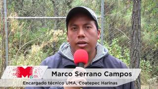 Trabaja UMA Coatepec Harinas para preservar especies en peligro de extinción [upl. by Vullo]