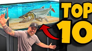 Top 10 MONSTER FISH TO OWN [upl. by Sherr]