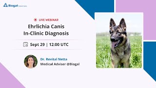 Ehrlichia Canis InClinic Diagnosis  Dr Revital Netta [upl. by Eelymmij]