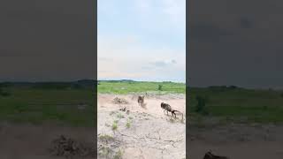 Wildebeest vs lion animal strength contest Wild animals up close Animals confusing behavior [upl. by Sheff]