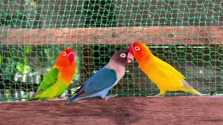 Beautiful Love birds Parrot 🥰 parrot budgielove birdsounds lovebirds [upl. by Aribold836]