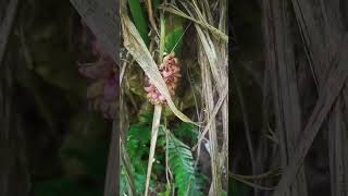 Tupistra Nutansknows as Nakima Flowers 🌺 and vegetables vegitables naturefarming shorts [upl. by Oriole]