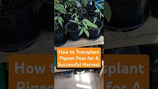 How to Transplant Pigeon Peas shorts pigeonpeas garden homestead [upl. by Enoitna]