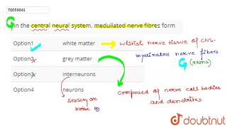 In the central neural system medullated nerve fibres form [upl. by Lanam]