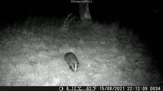 Caméra nocturne  captures dimages de blaireau renard juvénile biches  Lartigau  Milhas  31 [upl. by Roskes]