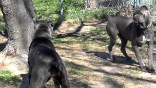 big blue cane corso breeding happening 2 2013drake and bella [upl. by Center945]