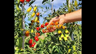 Pomodoro marciume apicale cause e soluzioni [upl. by Pang]