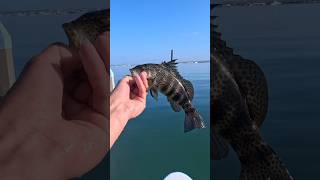 San Diego bay bass socalfishing [upl. by Pavia]