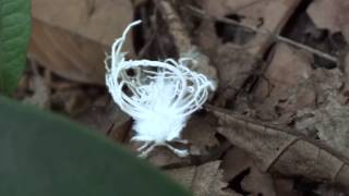 Incredible Insect Flatidae Hemiptera bug Crocker Range National Park Borneo [upl. by Aliuqaj]