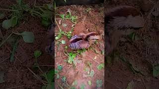 A chick left by its mother eats ant [upl. by Alton]