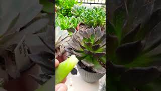 Succulent propagation Succulent plant succulents plants cactus propagation homegarden care [upl. by Ecienal]