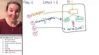 Afferent 7 Photoreceptors [upl. by Najram]