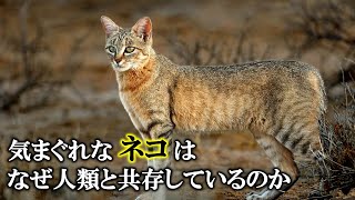 【ゆっくり解説】ネコの家畜化とヒトの家畜化 [upl. by Abbye]