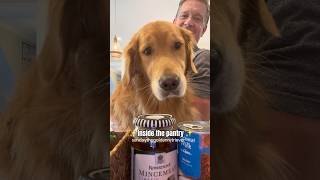 WATCH my DOGS reaction to places she has never seen 😂 goldenretriever funnydog shorts doglover [upl. by Kirshbaum414]