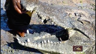 CHASSE BUFFLE et CROCODILES en RSA [upl. by Rennat771]