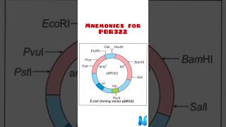 Plasmid vector PBR322 [upl. by Ahsiekel]