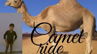 AJ Camel 🐪 ki ride kar li Ahmer bhai [upl. by Straub]