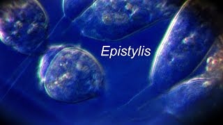 EPISTYLIS [upl. by Jessey]