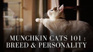 Munchkin Cats 101  Breed amp Personality [upl. by Nnaes]