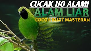 SUARA CUCAK IJO ALAM LIAR SANGAT COCOK BUAT PANCINGAN amp MASTERAN BURUNG MACET [upl. by Ahseenak166]