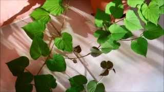 Growing Sweet Potato from Tubers Days 5767 [upl. by Longley]