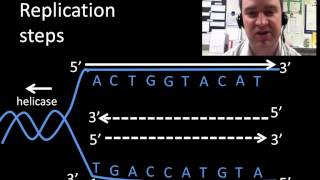 DNA replication [upl. by Malvie153]