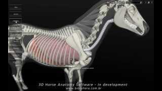 3D Horse Anatomy Software  In development [upl. by Eeryt682]