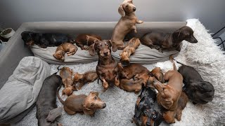 Funny Mini Dachshund dogs worldBreeding And Living with Dachshund  Funny wiener dogs Videos 2021 [upl. by Assilana]