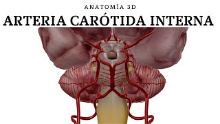 ARTERIA CARÓTIDA INTERNA [upl. by Cutter]