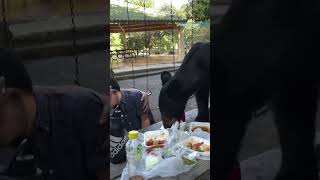 Family stunned as bear steals their picnic food [upl. by Bucella]