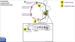 Isospora belli life cycle [upl. by Morganstein286]